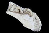 Oreodont Jaw Section With Teeth - South Dakota #82186-1